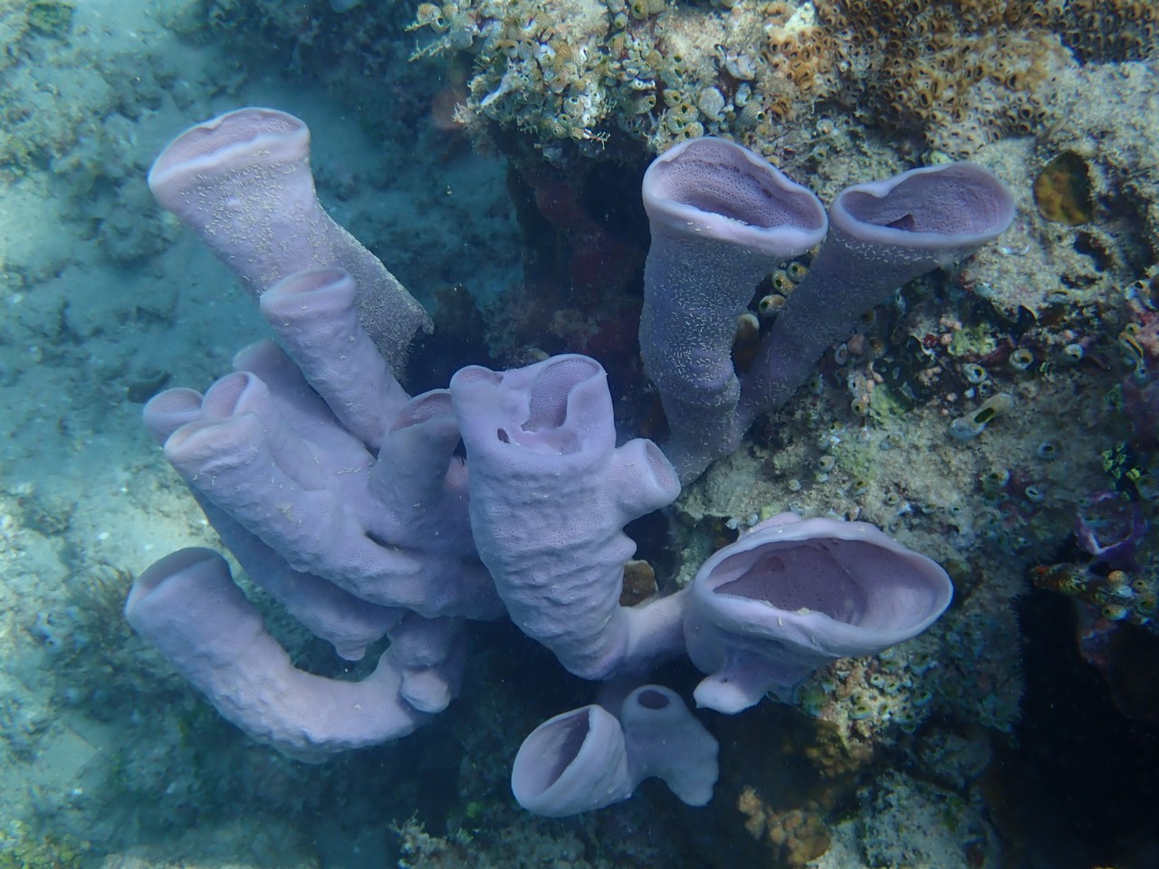Haliclona fascigera